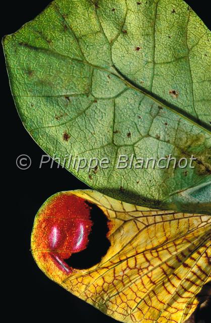 aile Pterochroza ocellata.JPG - Gros plan, ailes de Pterochroza ocellata, Sauterelle, Peocock  katydid wings, Orthoptera, Tettigonidae, Brésil
